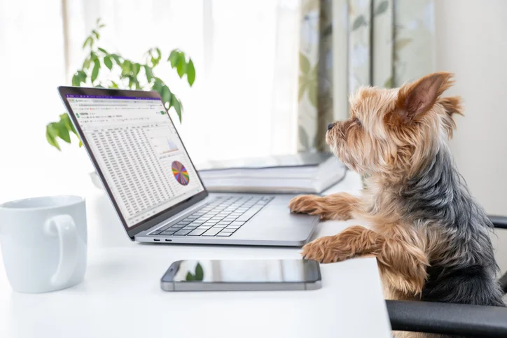Online virtual dog training consultation