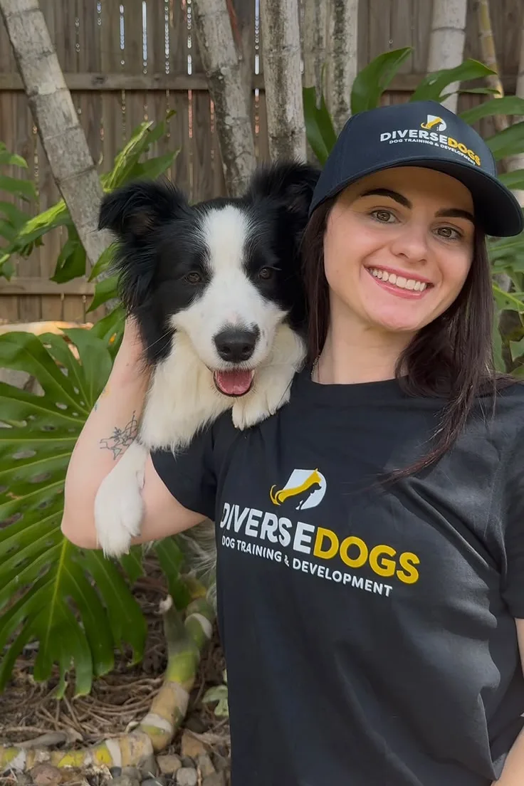 Jaedi from Diverse Dogs with a Border Collie